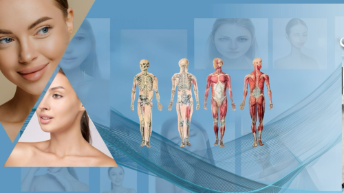 Level 3 Award in Understanding Human Anatomy and Physiology (RQF)