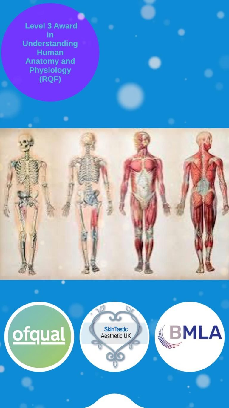 Human Anatomy